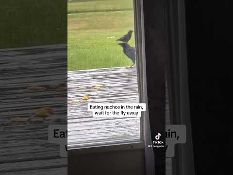 Crows, nachos, and rain