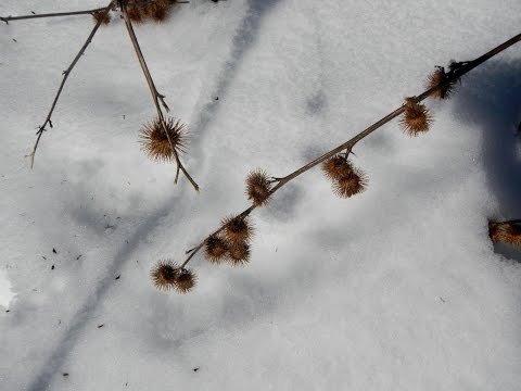 Was Analyse Pass für Prostatakrebs Prostata regionale Lymphknoten