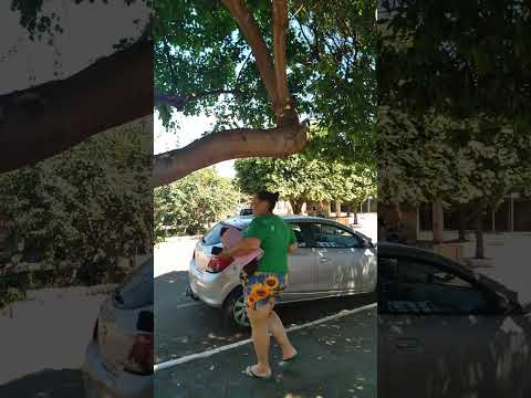 Paranapoema Pr, Umbueiro,a sombra do Nordeste.