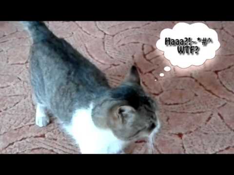 "Gion Dir" si masina de Pompieri