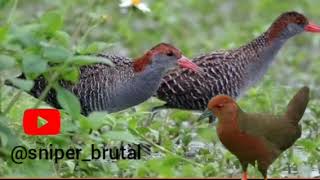 Download lagu SUARA PIKAT SINTAR SAWAH DAN TIKUSAN RIBUT!!!!! mp3