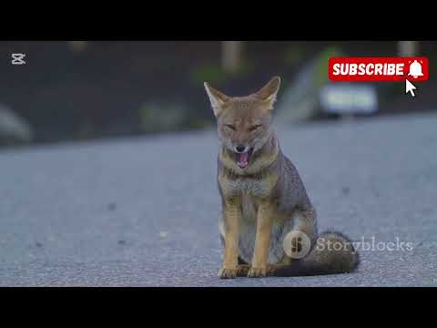 10 datos curiosos del zorro Gris que no conocías