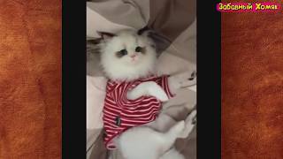 СМЕШНЫЕ ЖИВОТНЫЕ 2019 / ПРИКОЛЫ КОТЫ СОБАКИ, ЛУЧШИЕ ПРИКОЛЫ с Кошками и Собаками Funny Cats