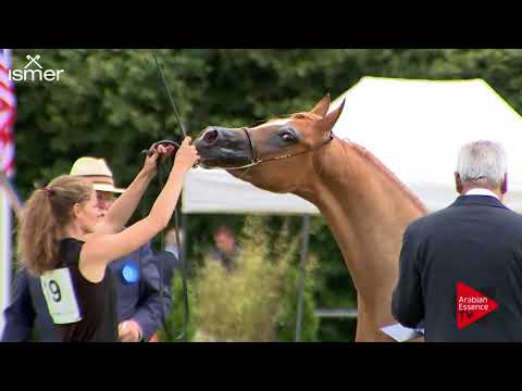 N.19 EQUNA ASIL - Strohen 2018 C European