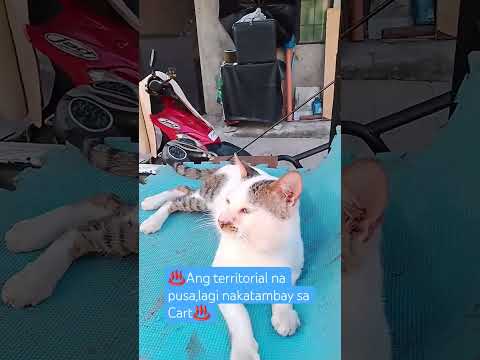 ♨️Cat has its own territory ♨️#mentionedyou #cat