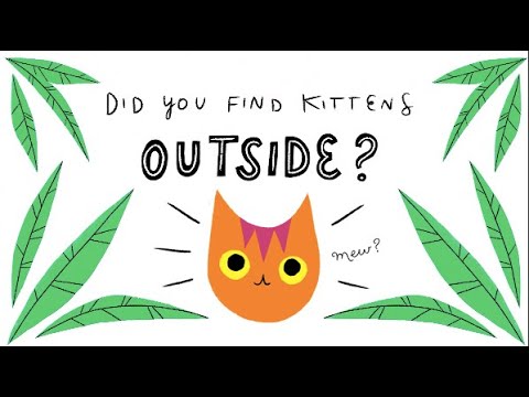 What To Do If You Find Kittens Outside | Kittens, Community and You
