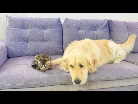 YouTube 썸네일