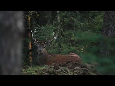 Opwekking 824 Morgen dans je weer