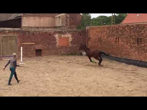 Million Blue *2017 von Million Dollar a.d. St.Pr. Stute Viva Nolbess von Vulkano-Contender