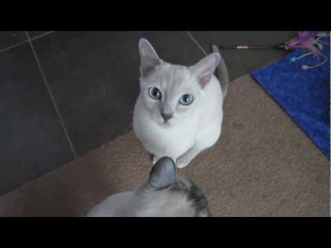 download lagu mp3 mp4 Tonkinese Kedi, download lagu Tonkinese Kedi gratis, unduh video klip Tonkinese Kedi