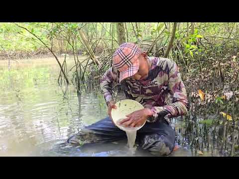 Pegando e comendo turu no mangue
