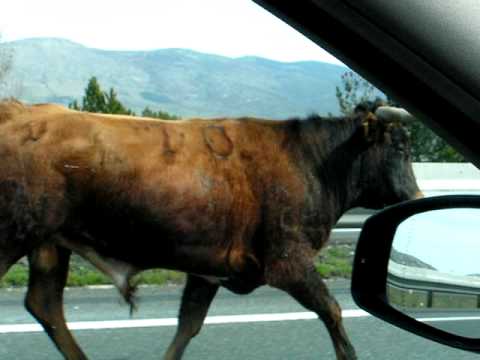 ENCIERRO TAURINO EN  LA  AUTOPISTA AP-6