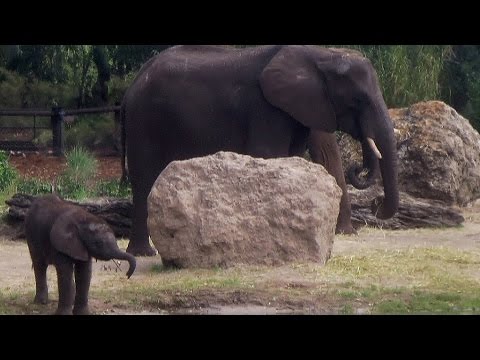 FAST SAFARI RIDE! Disney's Kilimanjaro Safari Expedition in 5 mins