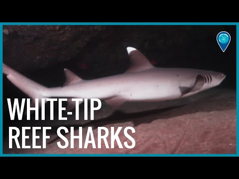Whitetip reef sharks – manō