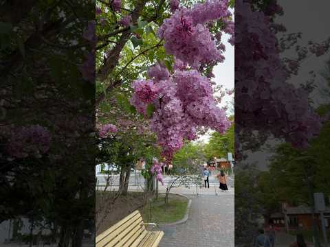 灰が好きな植物は何ですか?完全なガイド  庭園