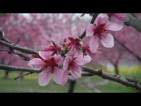 【桃源郷】桃の花見どころ・名所【24選】