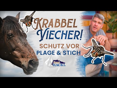 Pferdebremsen, Kriebelmücken & Co: SCHÜTZE dein PFERD nachhaltig I Bernd Hackl erklärt! 🐴