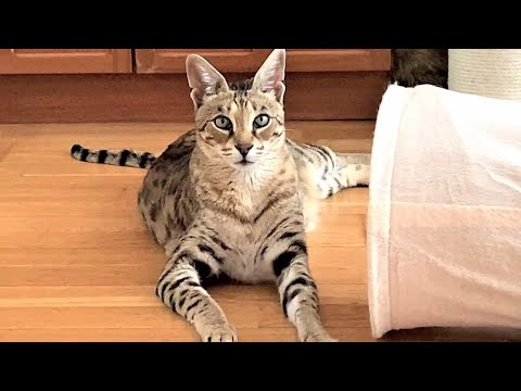 DANGER! Beware of the F2 Savannah Cat