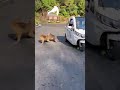 Monkeys Attacks Dog