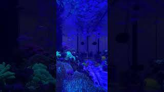 海水魚水槽の日常