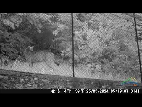 Oltre il Colle, due lupi finiscono nella fototrappola
