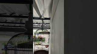 Download lagu Rambatan paruh merah betina mp3