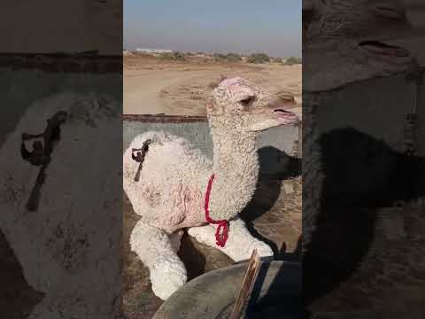 حنان الأم لا يوصف