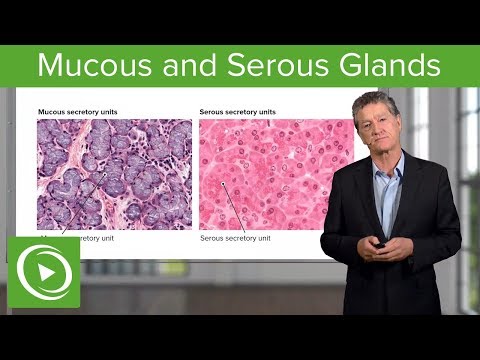 Mucous and Serous Glands – Histology | Lecturio