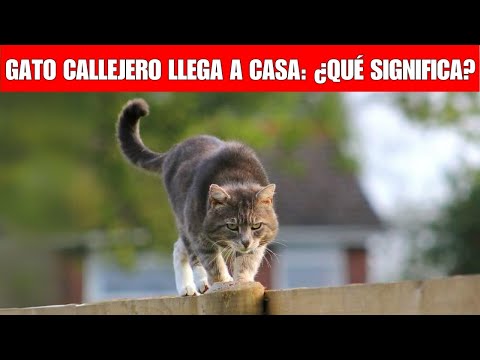 Significados espirituales cuando un gato callejero llega a tu casa
