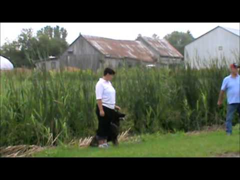 XTreme vom Felsenschloß IPO1 C 93