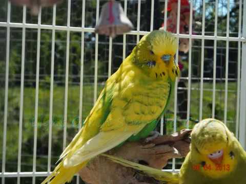 Budgie/Parakeet Mutation Guide