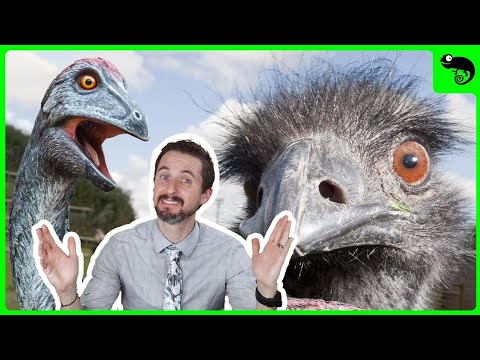 The Largest Birds EVER Are Coming Back From the Dead! How Ratites Took Over the World.