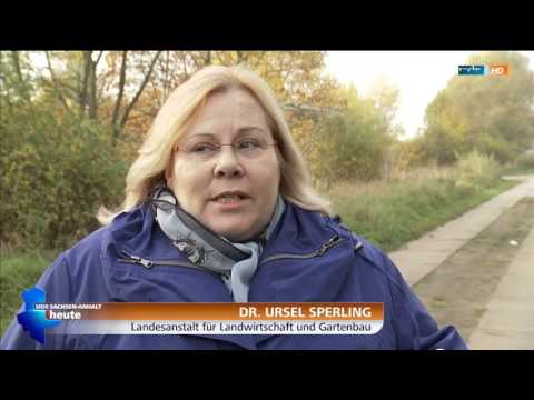 Schnüffeln für den Baumschutz, Anoplophoraspürhunde im Einsatz. Ob Sprengstoff oder Rauschgift.