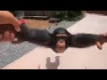 Life Could Be A Dream Monkey