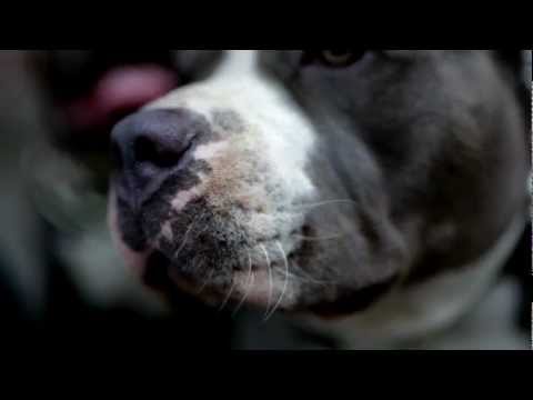 Alpa Gun - DAS NEUE BERLIN [OFFICIAL HQ VIDEO]