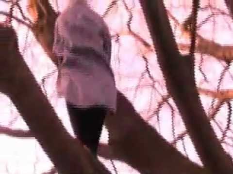 Romeo and Juliet English Project