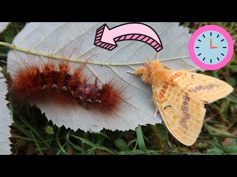 Cutest Life  Cycle in the WORLD - Plushy Bunny Moth - Mylantria xanthospila - Hairy Moths!