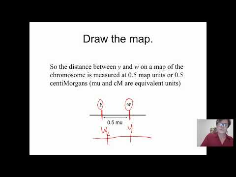 Genetics BIOL 2416 Chapter 5 Part 3 Recording