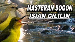 Download lagu Masteran sogon gacor isian cililin jeda suara air‼️ mp3 Download lagu Masteran sogon gacor isian cililin jeda suara air‼️ mp3