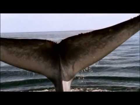 Gheorghe Zamfir - Memory - The blue whale - TelediscoArteVideo