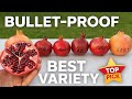 Best Pomegranate Variety To Grow Taste Test Full Review Parfianka Ben Hur Azerbaijani Lebane