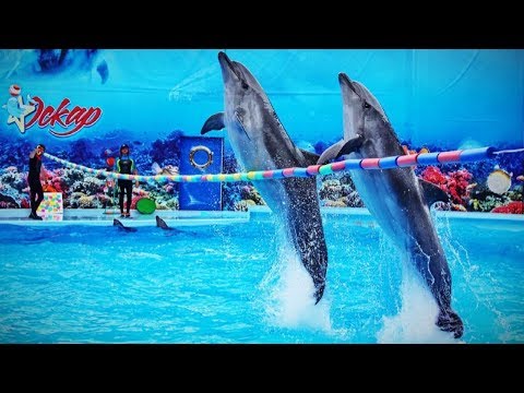 Дельфинарий "Оскар" в Геническе. Полное выступление дельфинов