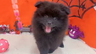 ポメラニアンの動画01