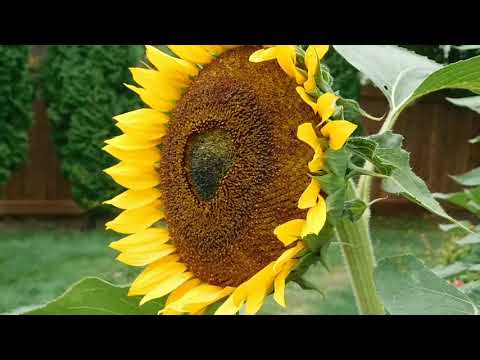 Yellow Sunflower in 4K UHD Relax Video_1 Hour Natural Sounds #4k#Sunflowers#nature#Relaxingsounds