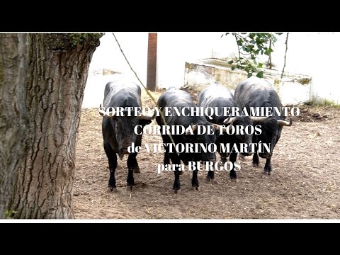 SORTEO y ENCHIQUERAMIENTO CORRIDA DE TOROS de VICTORINO MARTÍN EN PLAZA DE TOROS DE BURGOS