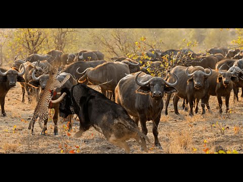 Leopardos: Guardianes del Árbol Sagrado#2024 #animales#salvajes