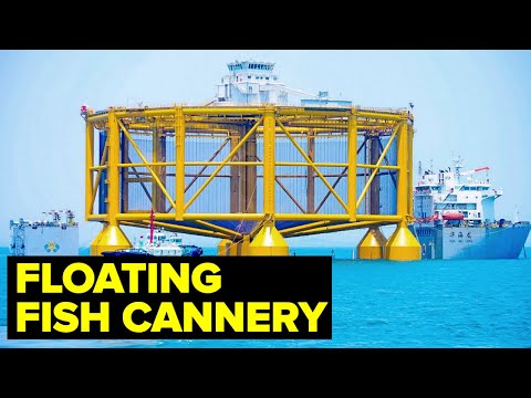 Inside One Of The World's LARGEST Fish Processing Vessel