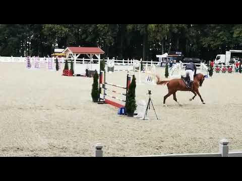 Epigram (Arezzo VDL x Palegro) 2019/08/10 ZO-B Biskupiec - 120cm I SPRZEDANY / SOLD