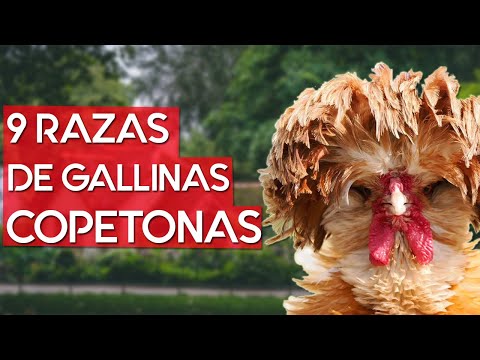 , title : '9 mejores razas de Gallinas copetonas | Moñudas 🐔'