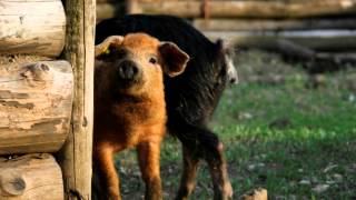 preview picture of video 'Wollschweine im Markus Wasmeier Freilichtmuseum Schliersee'